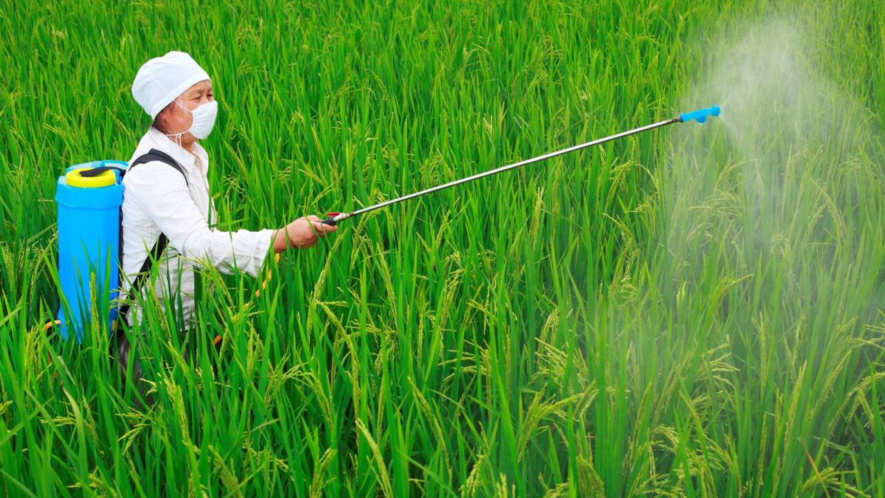 Les pesticides, alliés toxiques de l’agriculture française