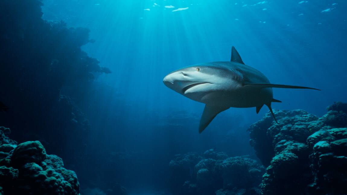 Assiste-t-on réellement à une augmentation des attaques de requins ?