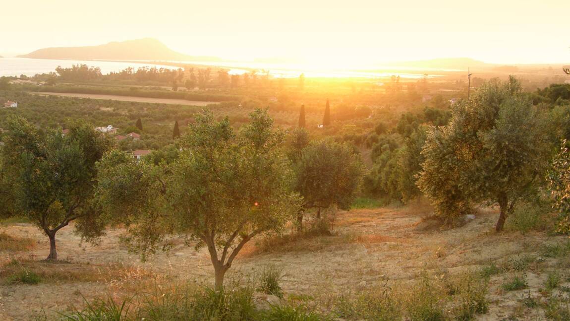 Dans le sud de la Grèce, on vit par et pour l'olive