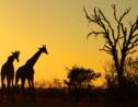 Safari en Afrique : notre guide pratique pour vivre la magie de la brousse