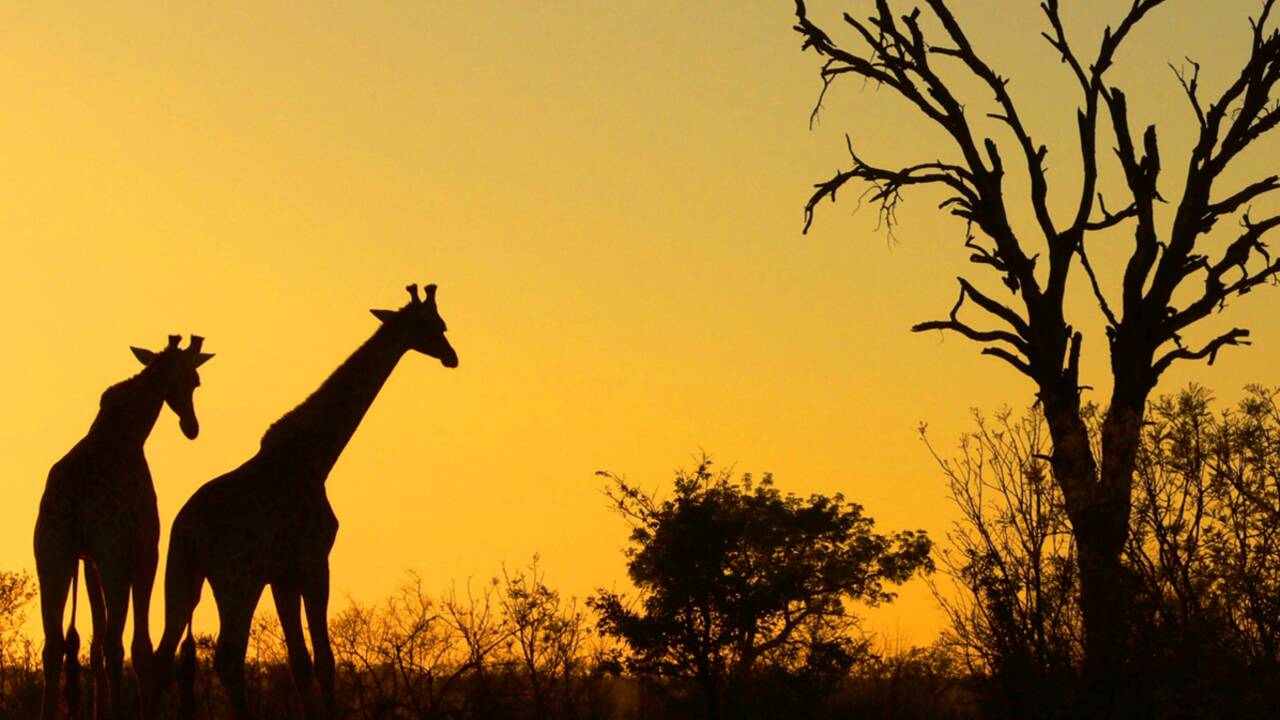 Safari en Afrique : notre guide pratique pour vivre la magie de la brousse