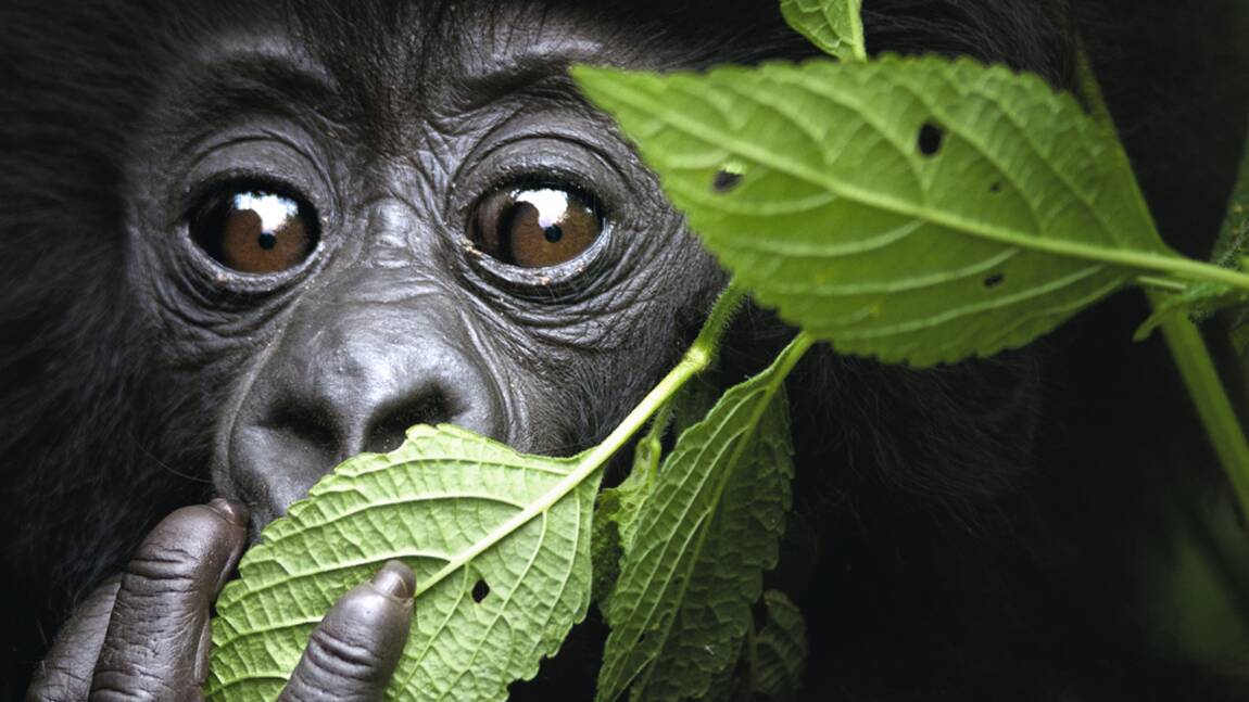 Au Rwanda, les gorilles sont de retour
