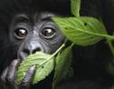 Au Rwanda, les gorilles sont de retour