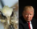 Neopalpa donaldtrumpi : la mite nommée en référence à Donald Trump