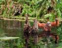 À Bornéo, le "grand orchestre animal" de la forêt tropicale