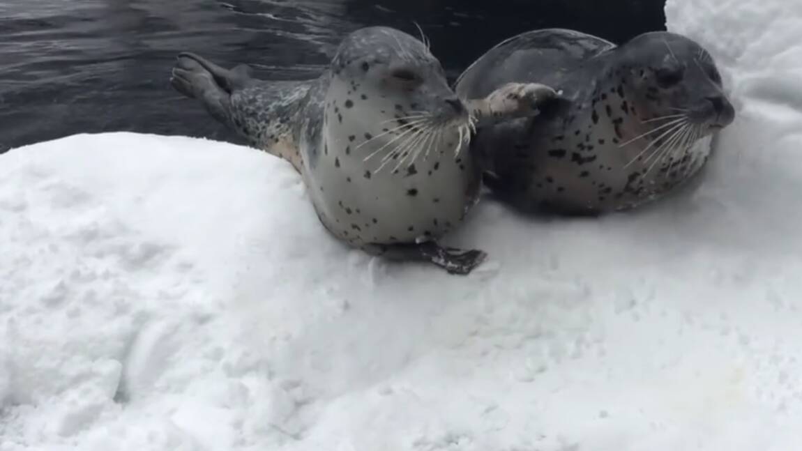 VIDÉO - La neige fait le bonheur des animaux du zoo de Portland