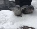 VIDÉO - La neige fait le bonheur des animaux du zoo de Portland