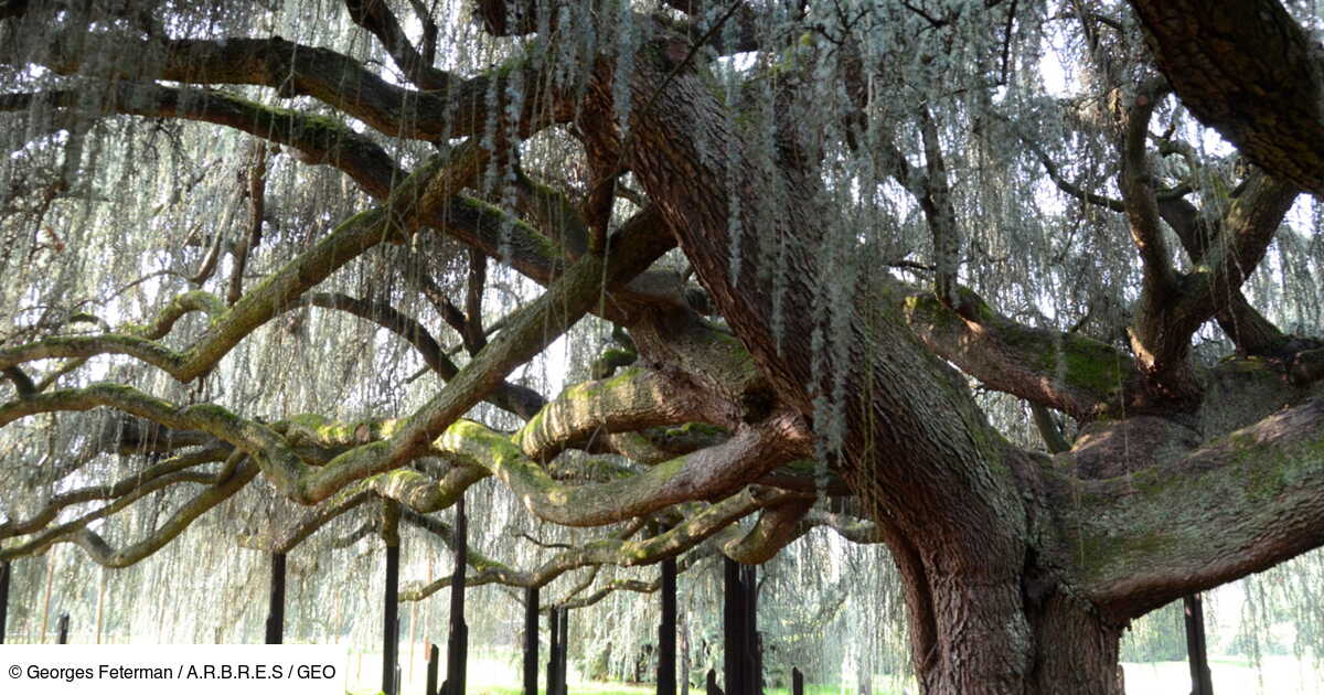 Ces Arbres Remarquables Qui Peuplent Nos Contrees Geo Fr