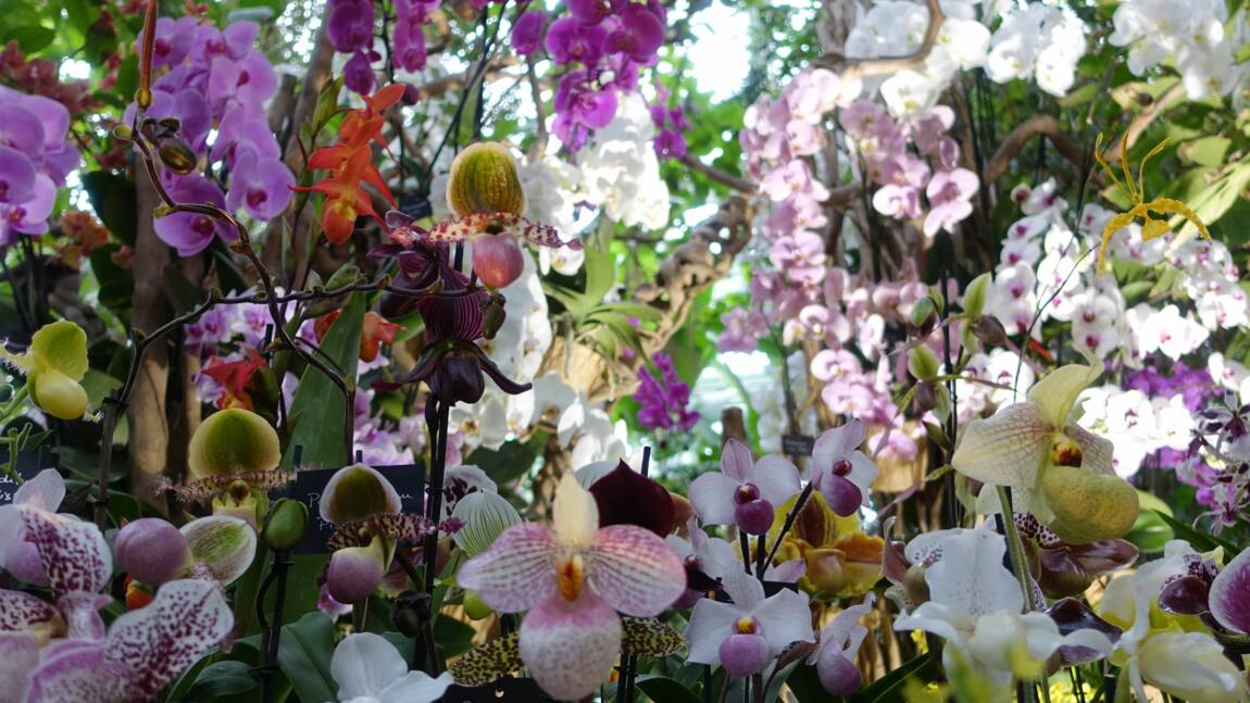 PHOTOS – Orchidées à foison au Jardin des Plantes de Paris