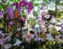 PHOTOS – Orchidées à foison au Jardin des Plantes de Paris