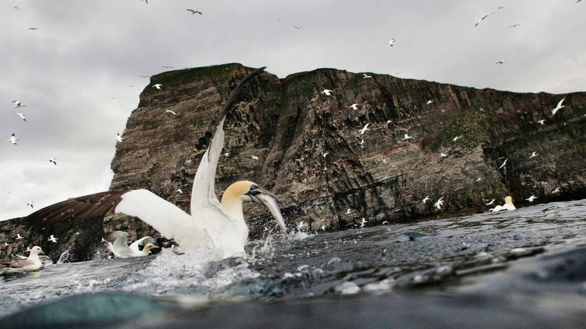 PHOTOS Ecosse - Shetland, le sanctuaire des oiseaux marins