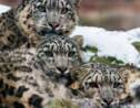 QUIZ - Testez vos connaissances sur le léopard des neiges