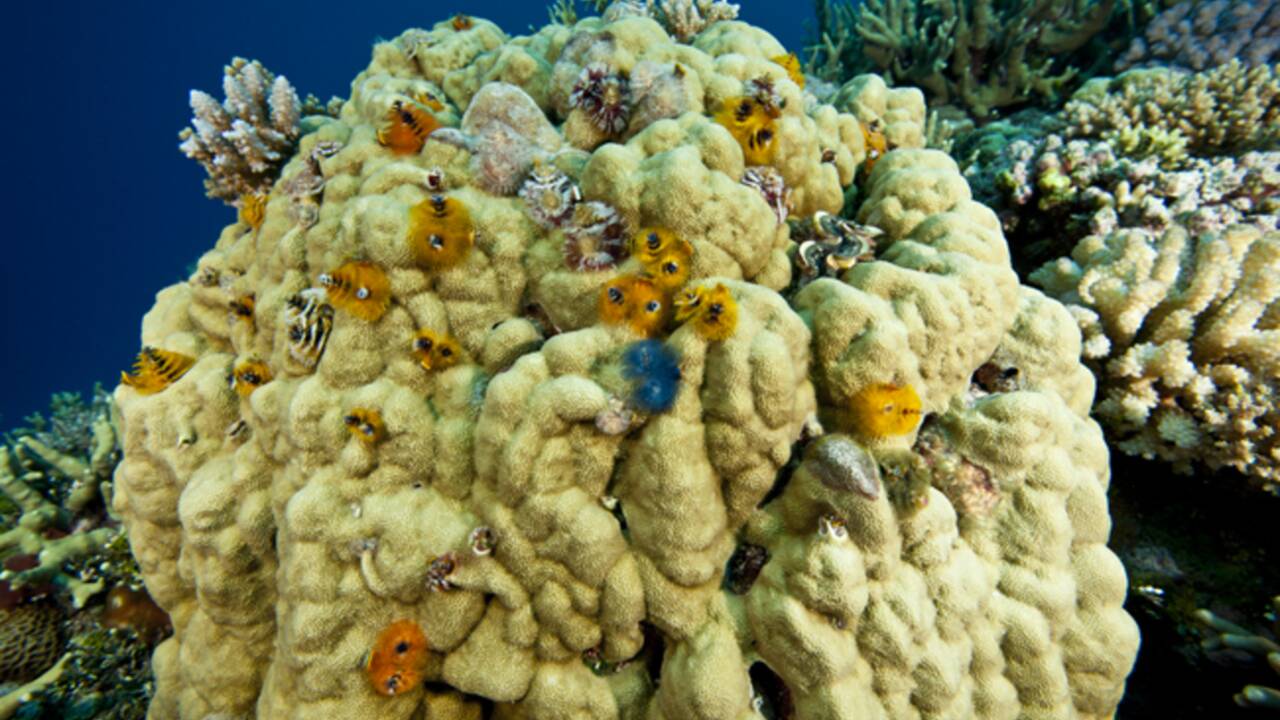 La Grande Barrière de corail : le péril et l'espoir