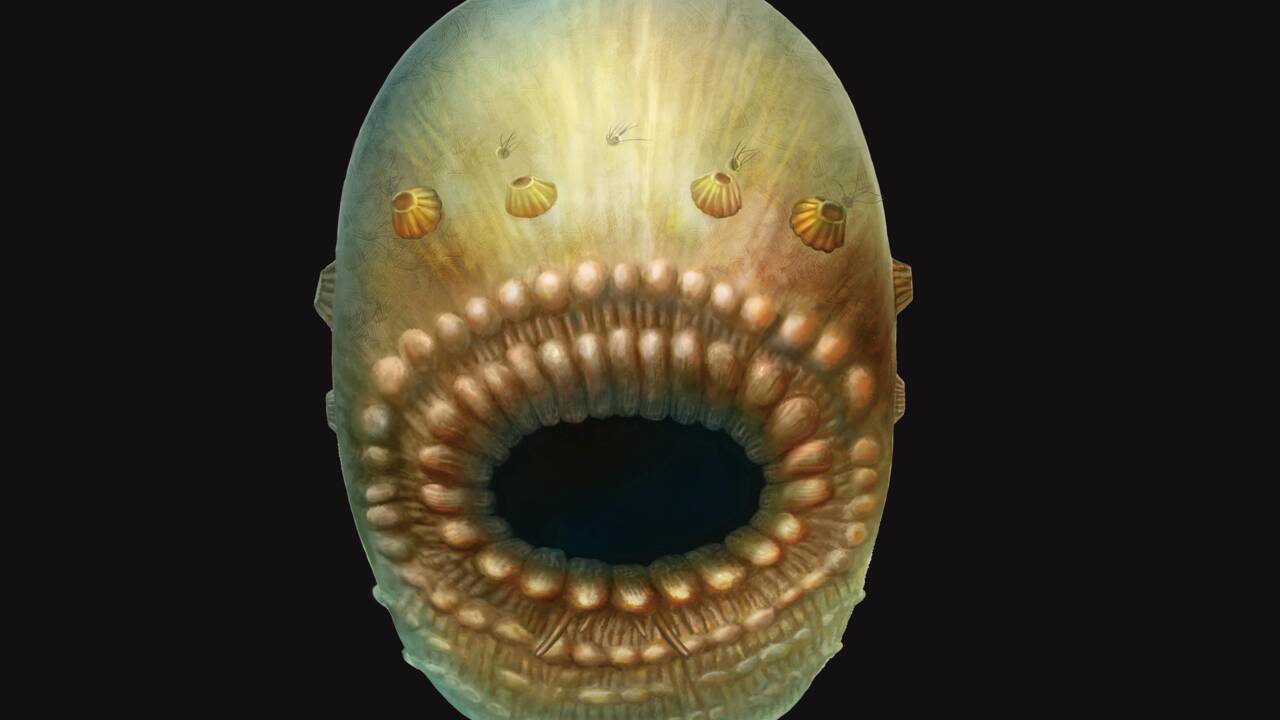 Voici à quoi ressemblait notre plus vieil ancêtre, "Saccorhytus"