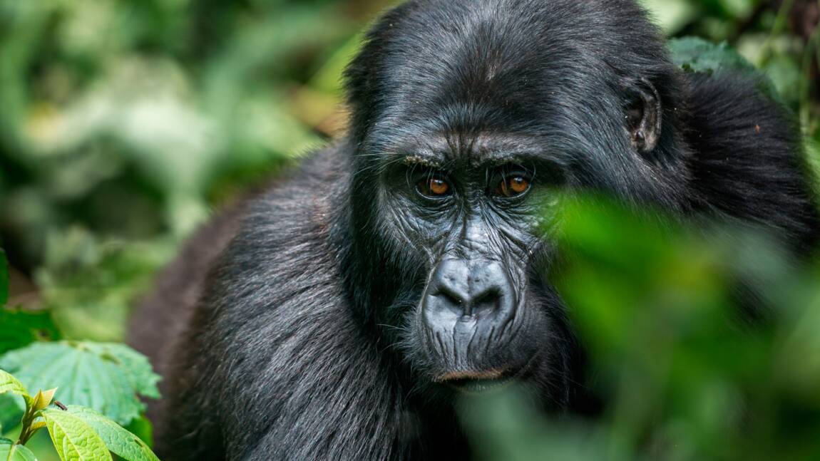 Ouganda : vivre un face-à-face avec les grands singes