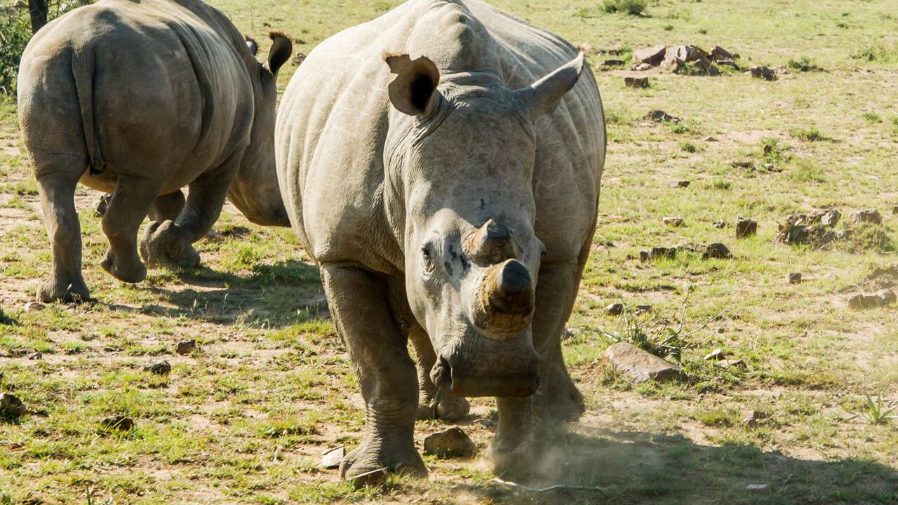 Menace extrême sur les rhinocéros d'Afrique