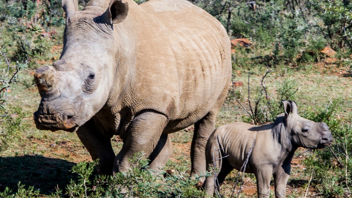 Rhinoceros Les Fermes De La Discorde Geo Fr