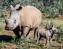 Rhinocéros : les fermes de la discorde