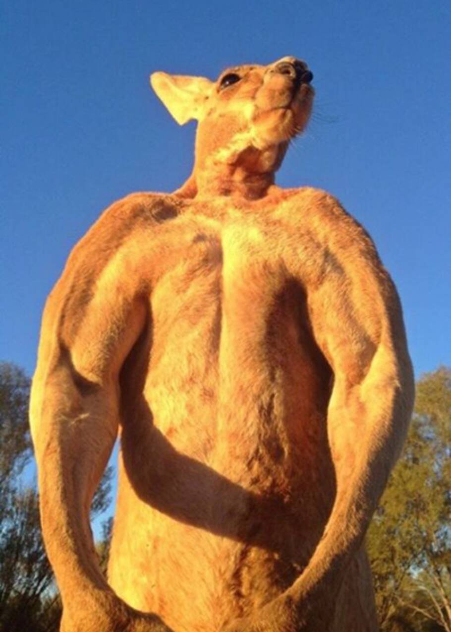 Roger, le kangourou culturiste
