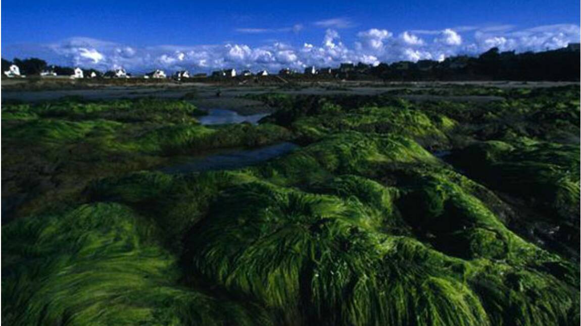 Bretagne : les algues vertes mortelles pour l’homme
