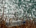 Pacifique : l'océan ravagé par le plastique