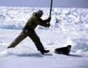 Un embargo européen pour dénoncer la chasse aux phoques ?
