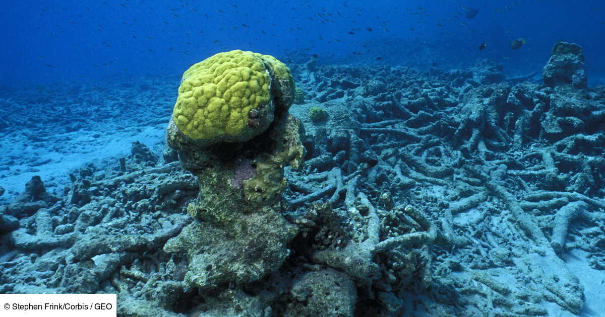 Barrieres De Corail Une Disparition A 170 Milliards De Dollars Geo Fr