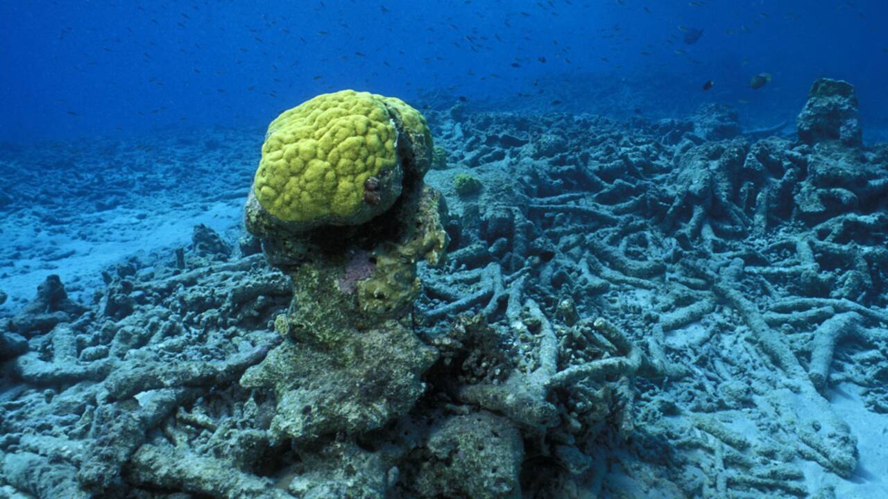 Barrières de corail : une disparition à 170 milliards de dollars