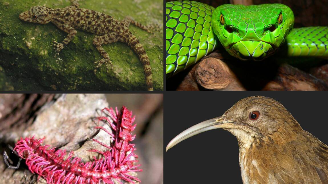 Mékong : plus de 1000 espèces découvertes en 10 ans