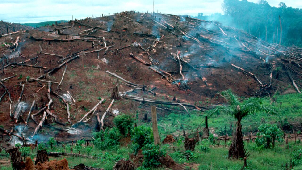 Six entreprises françaises s’engagent contre la déforestation