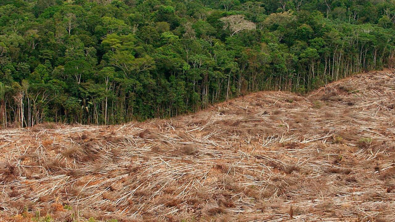 Rapport de la FAO : la déforestation s’enracine