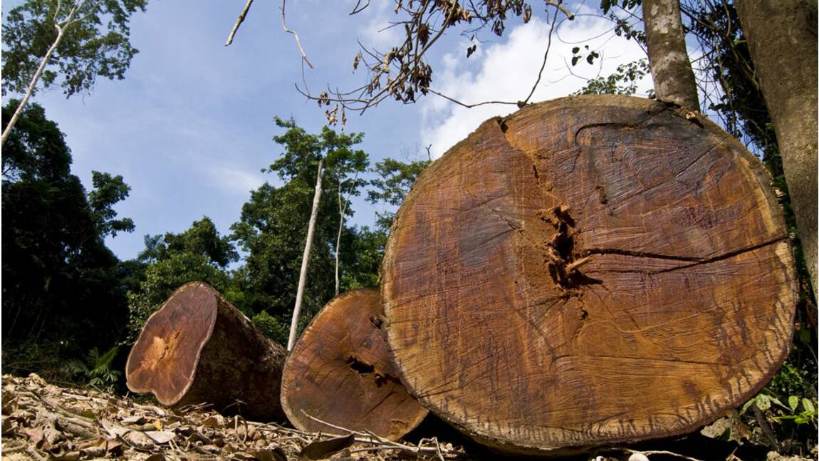 Lutte contre le bois illégal : la France tergiverse