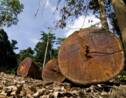 Lutte contre le bois illégal : la France tergiverse