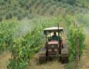 ONG vs. producteurs : le procès du raisin aux pesticides