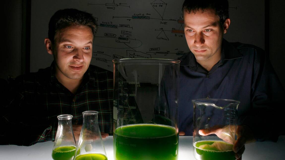 Microalgues : le biocarburant du futur ?