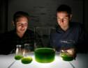 Microalgues : le biocarburant du futur ?