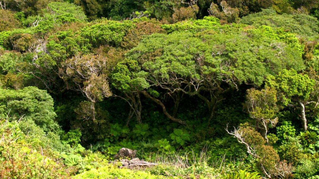 Chili : la flore menacée de l’île Robinson Crusoé