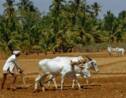 Inde : la technologie au service de l’agriculture