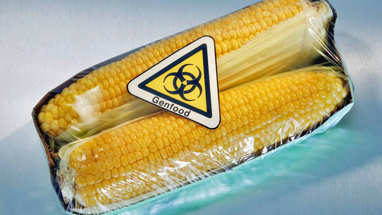Maïs OGM : Bruxelles contre-attaque