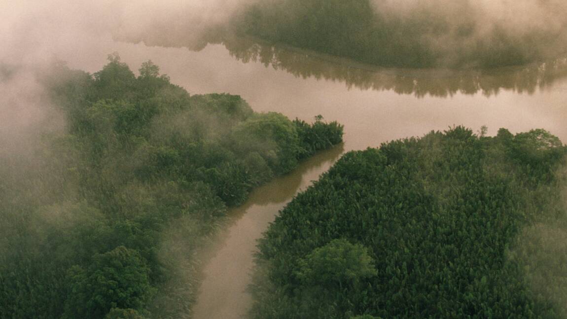 Forêts tropicales et tourbières : des puits de carbone essentiels