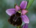 Orchidées sauvages : une espèce sur six menacée en France