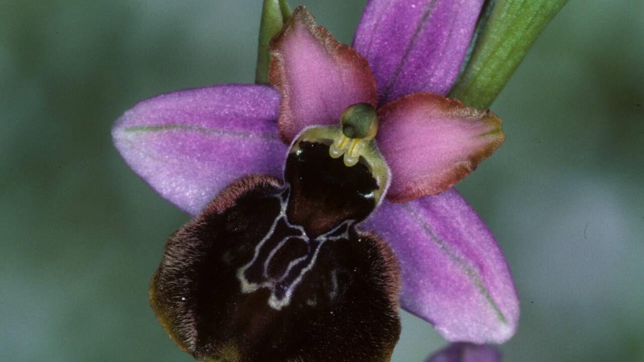 Orchidées sauvages : une espèce sur six menacée en France