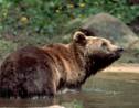 Ours des Pyrénées : le gouvernement promet de nouvelles réintroductions