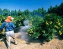 Un fruit sur deux contaminé par des pesticides