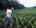 Malaisie : enquête sur l'huile de palme
