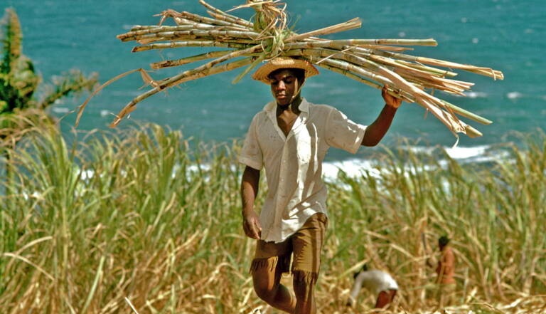 Guadeloupe : la canne à sucre, une richesse en péril - Geo.fr