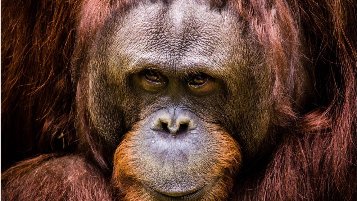 Un orang-outan reconnu comme "personne non humaine"