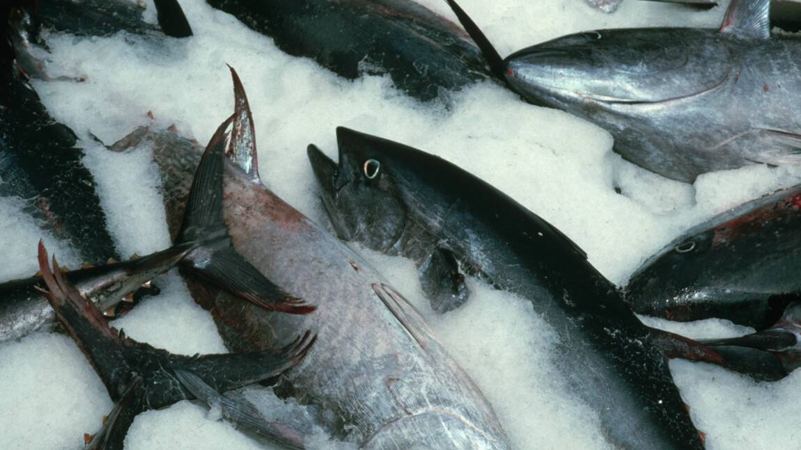 Protection du thon rouge : la France ne tient pas ses promesses