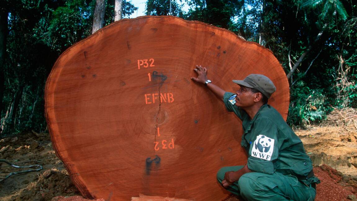 Gabon : la dette convertie pour protéger la forêt