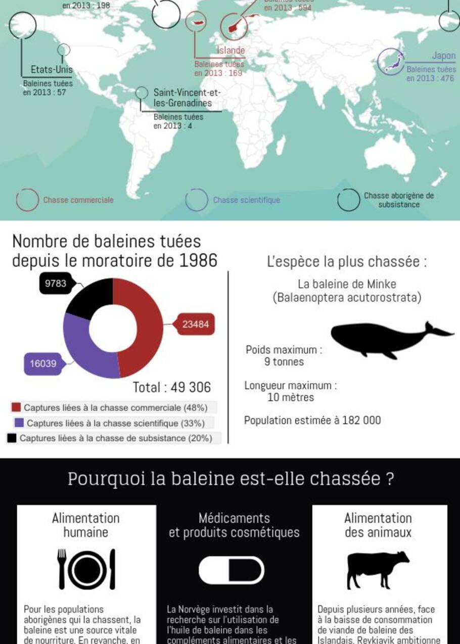 Chasse à la baleine : état des lieux